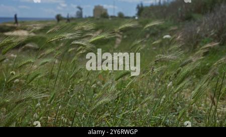 L'orge sauvage, hordeum murinum, oscille dans le vent dans un champ herbeux rural dans les pouilles, italie avec des figures lointaines et un bâtiment contre un s partiellement nuageux Banque D'Images