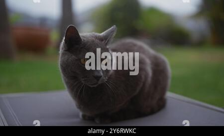 Un chat britannique à air court est assis à l'extérieur, contemplant son jardin serein. Banque D'Images