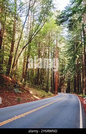 Une route sinueuse sans voitures à travers de grands séquoias dans une forêt paisible Banque D'Images
