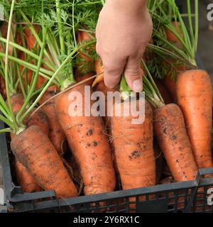 Une femme prenant des carottes biologiques fraîchement récoltées dans une caisse. Gros plan. Banque D'Images