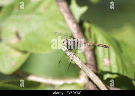 Dard vagabond (Sympetrum vulgatum), femelle, aile, brindille, la libellule tient sur une brindille séchée Banque D'Images