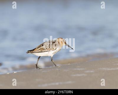 dunlin, calidris alpina marcher sur la plage, vue latérale Banque D'Images