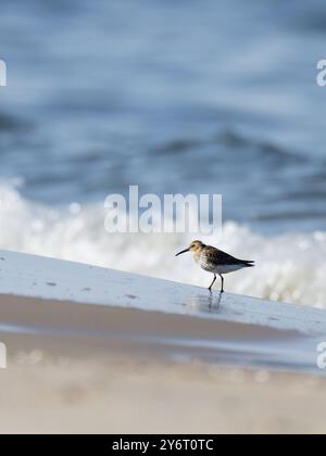 dunlin, calidris alpina marcher sur la plage, vue latérale Banque D'Images