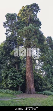 Sequoia (Sequoioideae), tronc d'arbre, écorce, nature, arbre, plante, vieux, climat, Piesberg, Osnabrueck, Allemagne, Europe Banque D'Images