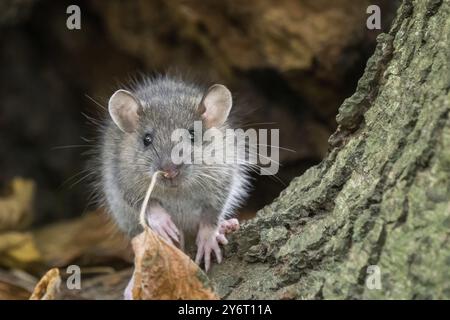 Un jeune rat norvégien (Rattus norvegicus) grimpe sur un tronc d'arbre entouré de feuilles d'automne et d'un environnement naturel, Hesse, Allemagne, Europe Banque D'Images