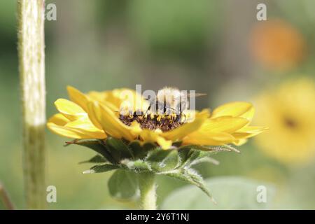 Bourdon des champs (Bombus pascuorum), tournesol, pollen, jaune, macro, gros plan d'un bourdon sur la fleur d'un tournesol Banque D'Images