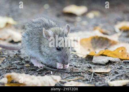 Un rat norvégien juvénile (Rattus norvegicus) entouré de feuilles d'automne grignotant sur le sol. La scène semble automnale, Hesse, Allemagne, Europe Banque D'Images