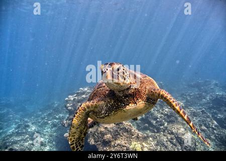 Tortue verte hawaïenne en voie de disparition Banque D'Images