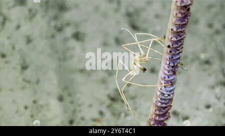 Sea Pen et Pycnogonid Sea Spider Banque D'Images