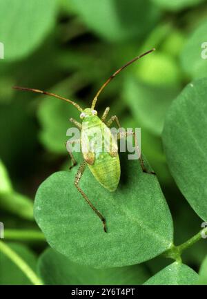 Luzerne, Adelphocoris lineolatus bug Banque D'Images