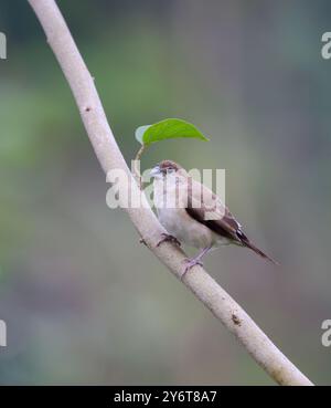 Une photo rapprochée d'un bec d'argent indien. Le bec d'argent indien ou munia à gorge blanche est un petit oiseau passereau trouvé dans le sous-continent indien. Banque D'Images