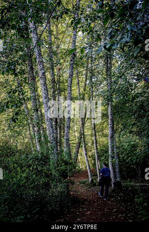 Île de Bainbridge, Washington, États-Unis. 24 septembre 2024. Belle nature comme on le voit lors d'une promenade à travers la réserve Bloedel. La réserve Bloedel est un jardin forestier de 150 acres situé sur l'île de Bainbridge, dans l'État de Washington, aux États-Unis. Il a été créé par Virginia et Prentice Bloedel, vice-président de la compagnie de bois MacMillan Bloedel Limited, sous l'influence du mouvement de conservation et de la philosophie asiatique. (Crédit image : © Bruce Chambers/ZUMA Press Wire) USAGE ÉDITORIAL SEULEMENT! Non destiné à UN USAGE commercial ! Banque D'Images