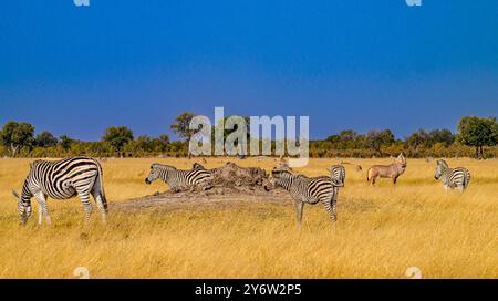 Zèbre et antilope Roan sillonnent les prairies de Ngweshla Pan dans le parc national de Hwange Banque D'Images