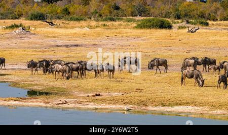 Troupeau de gnous au Nyamandhlovu Pan dans le parc national de Hwange Banque D'Images