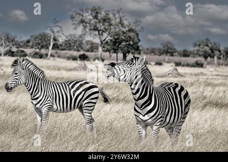 Pâturage de zèbres des plaines à Ngweshla Pan dans le parc national de Hwange Banque D'Images