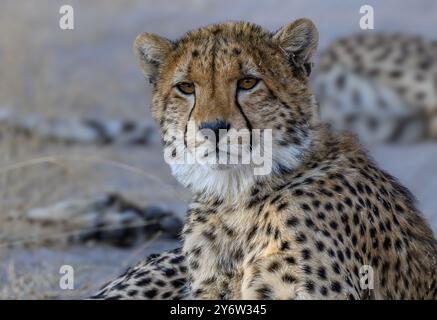 Portrait d'une femme guépard, HNP046 également connue sous le nom de Cindy, dans le parc national de Hwange au Zimbabwe Banque D'Images