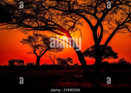 Coucher de soleil dans le parc national de Hwange Banque D'Images