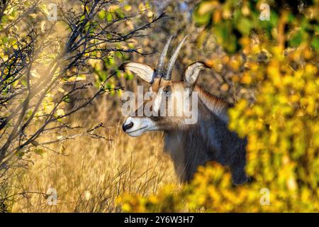 Roan Antelope regardant derrière les buissons près de la casserole Nyamandhlovu dans le parc national de Hwange Zimbabwe Banque D'Images
