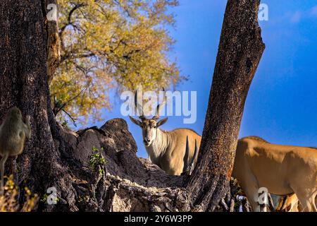 Eland Bull scrutant entre les arbres à Ngweshla Pan dans le parc national de Hwange Banque D'Images