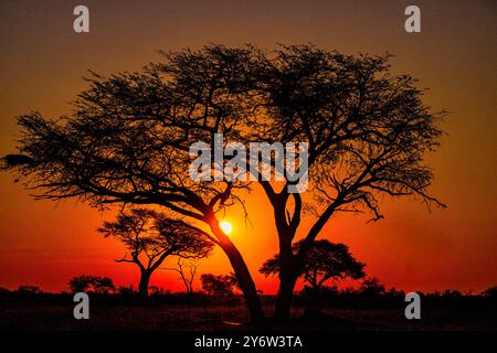 Arbres d'acacia silhouettés contre la lueur vibrante du coucher de soleil dans le parc national de Hwange Banque D'Images
