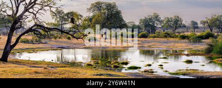 En fin d'après-midi au Makwa Pan dans le parc national de Hwange Banque D'Images