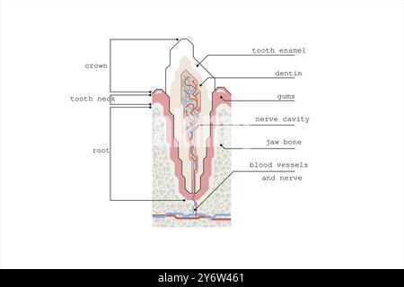 Illustration abstraite de ligne de style moderne d'une coupe transversale de dent sur un fond blanc. Avec explication en anglais. Illustration de Vecteur