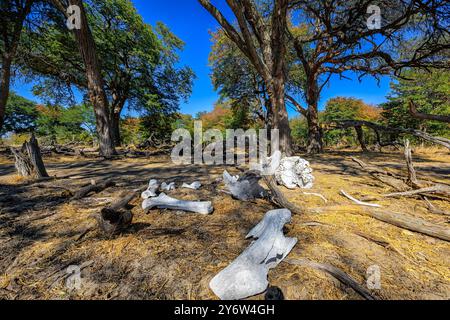 Restes d'un crâne d'éléphant d'Afrique et d'os dans le Bush africain près du camping Kennedy 1 dans le parc national de Hwange Banque D'Images