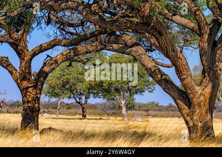 Arbres d'acacia dans la zone de Ngweshla Pan du parc national de Hwange au Zimbabwe Banque D'Images