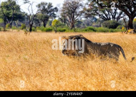 Lion mâle errant dans le Bush à Ngweshla Pan dans le parc national de Hwange Banque D'Images