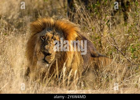 Lion mâle couché dans l'herbe à Ngweshla Pan dans le parc national de Hwange Banque D'Images