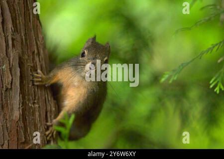 Un écureuil Douglas ((Tamiasciurus douglasii) accroché à un tronc d'arbre dans une zone densément boisée de Coquitlam, C.-B., Canada - face à la caméra. Banque D'Images