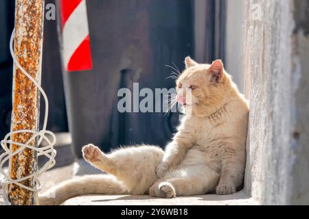 Un chat au gingembre est assis avec satisfaction au soleil, se toilettant. Banque D'Images