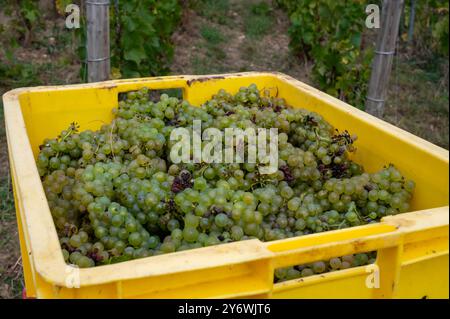 Boîtes en plastique avec raisins récoltés sur vignobles grand cru près de Cramant et Avize, région Champagne, France. Culture de raisin de cuve chardonnay blanc Banque D'Images