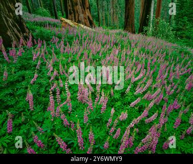 Lupin, Redwood Mountain, le Parc National Kings Canyon, Californie Banque D'Images