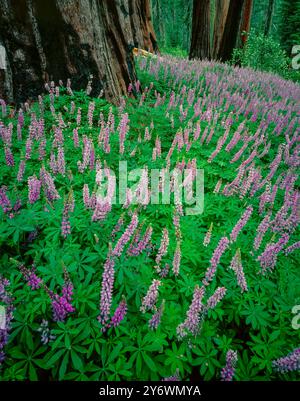 Lupin, Redwood Mountain, le Parc National Kings Canyon, Californie Banque D'Images