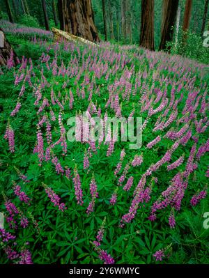 Lupin, Redwood Mountain, le Parc National Kings Canyon, Californie Banque D'Images