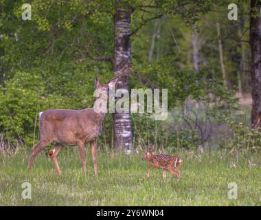 La biche à queue blanche et son nouveau-né faon un soir de mai dans le nord du Wisconsin. Banque D'Images