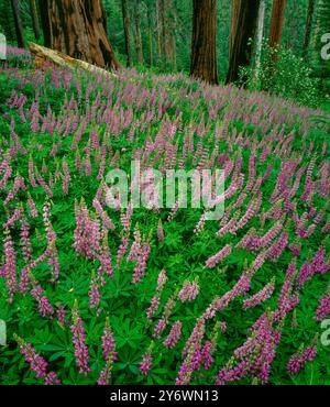 Lupin, Redwood Mountain, le Parc National Kings Canyon, Californie Banque D'Images