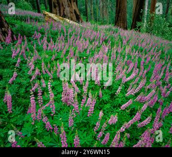 Lupin, Redwood Mountain, le Parc National Kings Canyon, Californie Banque D'Images