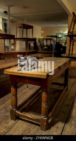 Un chat argenté assis sur la table dans un vieux magasin de charpentier Banque D'Images