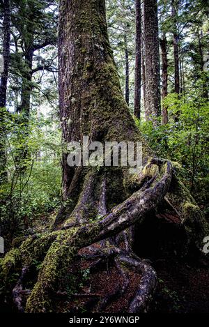 Maka Reservation, Washington, États-Unis. 25 septembre 2024. Il y a beaucoup de beauté naturelle sur le sentier Cape Flattery. Cape Flattery est le point le plus au nord-ouest des États-Unis contigus. C'est dans le comté de Clallam, dans l'État de Washington, sur la péninsule olympique, que le détroit de Juan de Fuca rejoint l'océan Pacifique. Elle fait également partie de la réserve Makah et constitue la limite nord du sanctuaire marin national Olympic Coast. (Crédit image : © Bruce Chambers/ZUMA Press Wire) USAGE ÉDITORIAL SEULEMENT! Non destiné à UN USAGE commercial ! Banque D'Images