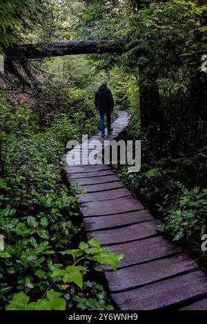 Maka Reservation, Washington, États-Unis. 25 septembre 2024. Karl Georgi, de Poulsbo, Washington, fait une randonnée sur le sentier Cape Flattery. Cape Flattery est le point le plus au nord-ouest des États-Unis contigus. C'est dans le comté de Clallam, dans l'État de Washington, sur la péninsule olympique, que le détroit de Juan de Fuca rejoint l'océan Pacifique. Elle fait également partie de la réserve Makah et constitue la limite nord du sanctuaire marin national Olympic Coast. (Crédit image : © Bruce Chambers/ZUMA Press Wire) USAGE ÉDITORIAL SEULEMENT! Non destiné à UN USAGE commercial ! Banque D'Images