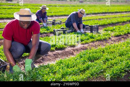 L'horticulteur afro-américain récolte d'arugula Banque D'Images