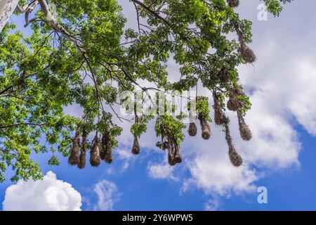 Nids d'oiseaux de Montezuma Oropendola suspendus à des branches d'arbres contre un ciel nuageux. Nature, faune et habitat Banque D'Images