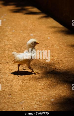 Un bébé poulet marche sur le sol. L'image a une ambiance chaleureuse et paisible. Le bébé poulet est petit et mignon, et il marche sur un chemin de terre. Banque D'Images