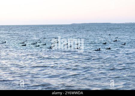 Un groupe de canards flotte paisiblement à la surface des eaux calmes alors que le soleil se couche, projetant une atmosphère sereine sur le paysage côtier. Banque D'Images