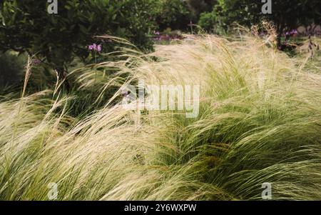 Herbes ornementales wispy soufflant dans la brise au soleil, (Stipa tenuissima) queues de poney ou herbe de poils d'ange gros plan nature naturelle, s Banque D'Images