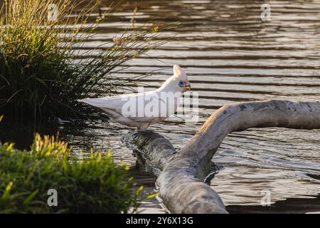 Un peu de Corella prendre un verre d'eau au bord d'un lac Banque D'Images