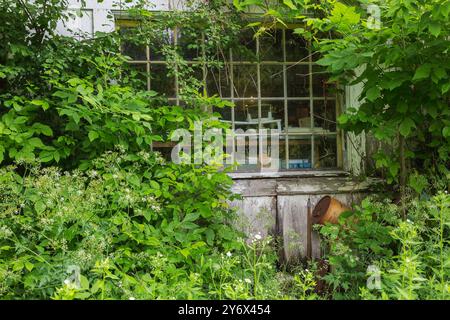 Objets anciens et curiosités vus sur les étagères à travers la fenêtre en verre sur la vieille grange en bois peint blanc recouverte de vignes vertes grimpantes. Banque D'Images