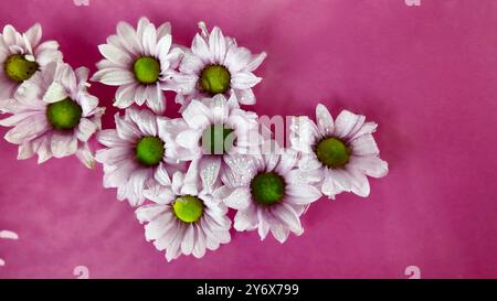 Les petites fleurs blanches des chrysanthèmes se déplacent dans l'eau. Des gouttes de pluie tombent sur les fleurs de chrysanthème. Un concept de bien-être, de soins personnels, de cosmétiques Banque D'Images